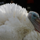 Thanksgiving Is A Day Of Giving Thanks
